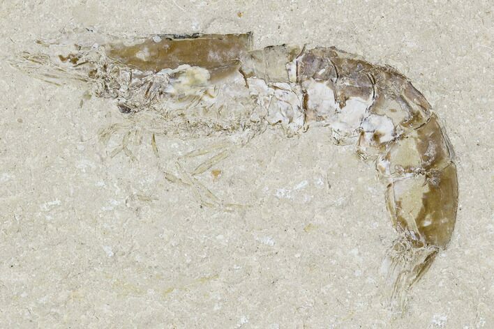Cretaceous Fossil Shrimp - Lebanon #107458